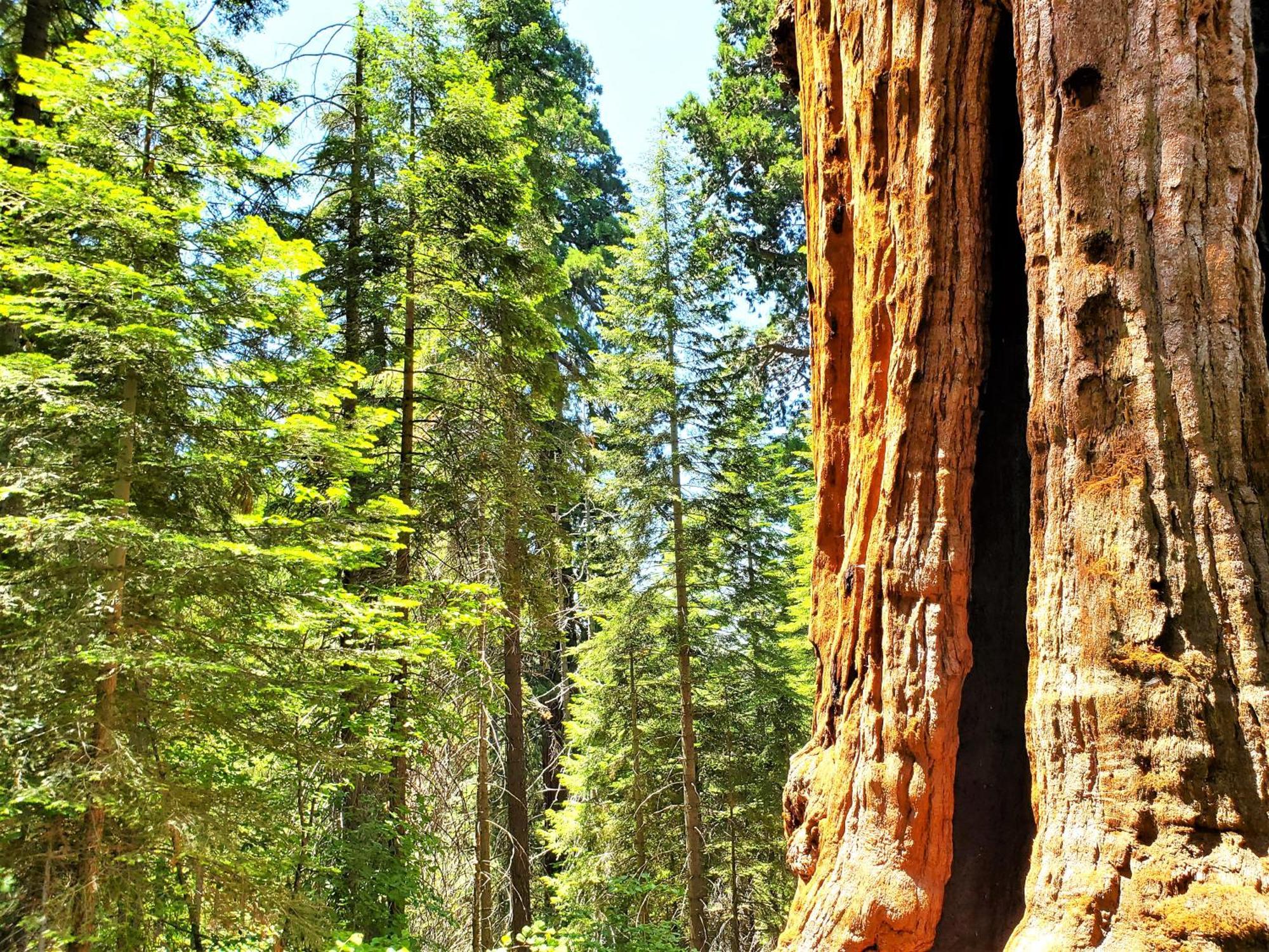 Villa Sequoia Trails, mountains, fun&relax à Ponderosa Extérieur photo